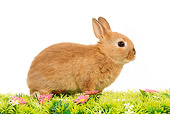 RAB 01 JE0015 01
Light Brown Domestic Rabbit Kit Sitting On Grass