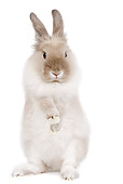 RAB 01 JE0017 01
Lionhead Dwarf Rabbit Standing On Hind Legs On White Seamless