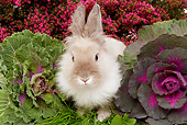 RAB 01 JE0018 01
Lionhead Dwarf Rabbit Sitting On Grass By Cabbage And Pink Flowers
