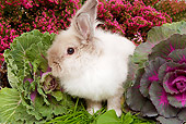 RAB 01 JE0019 01
Lionhead Dwarf Rabbit Sitting On Grass By Cabbage And Pink Flowers