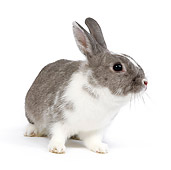 RAB 01 JE0022 01
Dwarf Rabbit Sitting On White Seamless