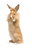 RAB 01 JE0025 01
Lionhead Dwarf Rabbit Sitting Upright On White Seamless