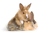 RAB 01 JE0028 01
Lionhead Dwarf And Dwarf Rabbit Laying On White Seamless