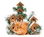 RAB 01 JE0029 01
Lionhead Rabbit Sitting By Holiday Birdhouses On White Seamless