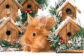 RAB 01 JE0030 01
Lionhead Rabbit Sitting By Holiday Birdhouses On White Seamless