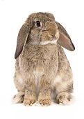 RAB 01 JE0031 01
Dwarf Rabbit Sitting On White Seamless