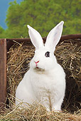 RAB 01 JE0033 01
Hotot Rabbit Sitting By Box Of Hay On Farm