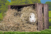 RAB 01 JE0034 01
Hotot Rabbit Sitting In Box Of Hay On Farm