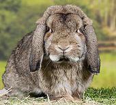 RAB 01 JE0035 01
Gray Warren Lop Rabbit Sitting On Grass And Hay