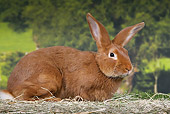 RAB 01 JE0036 01
Burgundy Fawn Rabbit Laying On Hay