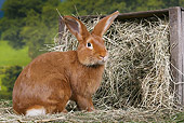 RAB 01 JE0037 01
Burgundy Fawn Rabbit Sitting By Box Of Hay