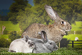 RAB 01 JE0039 01
Flemish Giant Rabbit, Blue Beveren And Dwarf Rabbit Sitting On Grass