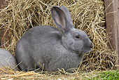 RAB 01 JE0040 01
Blue Beveren Rabbit Sitting By Box Of Hay