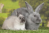 RAB 01 JE0041 01
Blue Beveren And Dwarf Rabbit Sitting On Grass