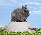 RAB 01 JE0042 01
Blue Rex Rabbit Sitting On Upside-Down Pot On Grass