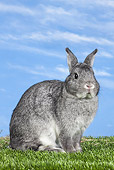 RAB 01 JE0045 01
Chinchilla Rabbit Sitting On Grass Against Blue Sky