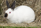 RAB 01 JE0047 01
Russian Rabbit Sitting In Hay