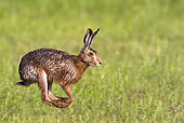 RAB 01 KH0031 01
European Rabbit Wet With Dew Hopping Through Grass