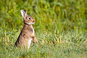 RAB 01 KH0032 01
European Rabbit Sitting Up On Grass