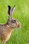 RAB 01 KH0033 01
Head Shot Of European Rabbit Sitting On Grass