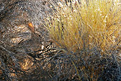 RAB 01 KH0034 01
Black-Tailed Jackrabbit Camouflaged In Brush