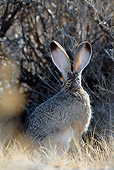 RAB 01 KH0035 01
Back View Of Black-Tailed Jackrabbit Sitting In Brush