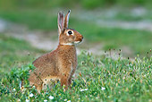 RAB 01 KH0037 01
Domestic Rabbit Sitting In Field France