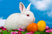 RAB 01 KH0039 01
White Rabbit Sitting Next To Easter Eggs On Grass