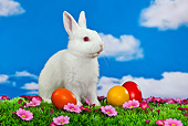RAB 01 KH0040 01
White Rabbit Sitting Next To Easter Eggs On Grass