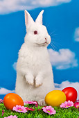RAB 01 KH0041 01
White Rabbit Sitting Upright By Easter Eggs On Grass