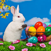 RAB 01 KH0042 01
White Rabbit Sitting Upright By Basket Of Easter Eggs On Grass