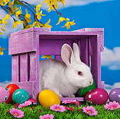 RAB 01 KH0043 01
White Rabbit Sitting In Purple Crate By Easter Eggs