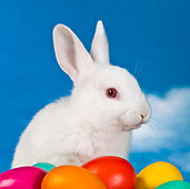 RAB 01 KH0044 01
White Rabbit Sitting By Easter Eggs Against Blue Sky
