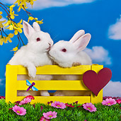 RAB 01 KH0046 01
Two White Rabbits Kissing In Yellow Crate On Grass By Pink Flowers