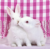RAB 01 KH0051 01
Two White Rabbits Kissing By Pink Plaid Blanket