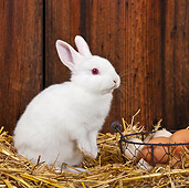 RAB 01 KH0054 01
White Rabbit Sitting Upright In Straw By Basket Of Eggs