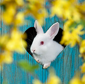 RAB 01 KH0055 01
White Rabbit Looking Through Heart In Blue Fence By Yellow Blossoms