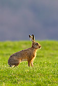 RAB 01 KH0056 01
European Hare Hopping Through Spring Meadow Alsace, France
