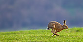 RAB 01 KH0057 01
European Hare Hopping Through Spring Meadow Alsace, France