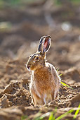 RAB 01 KH0058 01
European Hare Sitting In Field Before Plowing In Spring Alsace, France