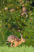 RAB 01 KH0059 01
European Hare Hopping Through Meadow France