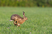 RAB 01 KH0060 01
European Hare Hopping Through Meadow France