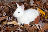 RAB 01 LS0012 01
New Zealand Rabbit Kit Sitting In Oak Leaves
