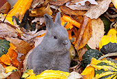 RAB 01 LS0013 01
New Zealand Rabbit Kit Sitting In Leaves And Gourds