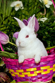 RAB 01 LS0014 01
Young New Zealand White Rabbit Sitting In Easter Basket By Tulips
