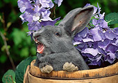 RAB 01 LS0015 01
New Zealand Gray Rabbit Hissing In Flower Pot