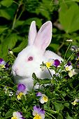 RAB 01 LS0016 01
New Zealand Rabbit Sitting In Spring Flowers Illinois