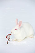 RAB 01 LS0017 01
New Zealand White Rabbit In Snow With Red Berries
