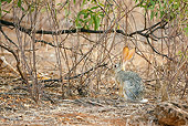 RAB 01 MC0001 01
Cape Hare Sitting In Foliage Kenya