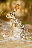 RAB 01 MC0002 01
African (Cape) Hare Sitting In Foliage Kenya